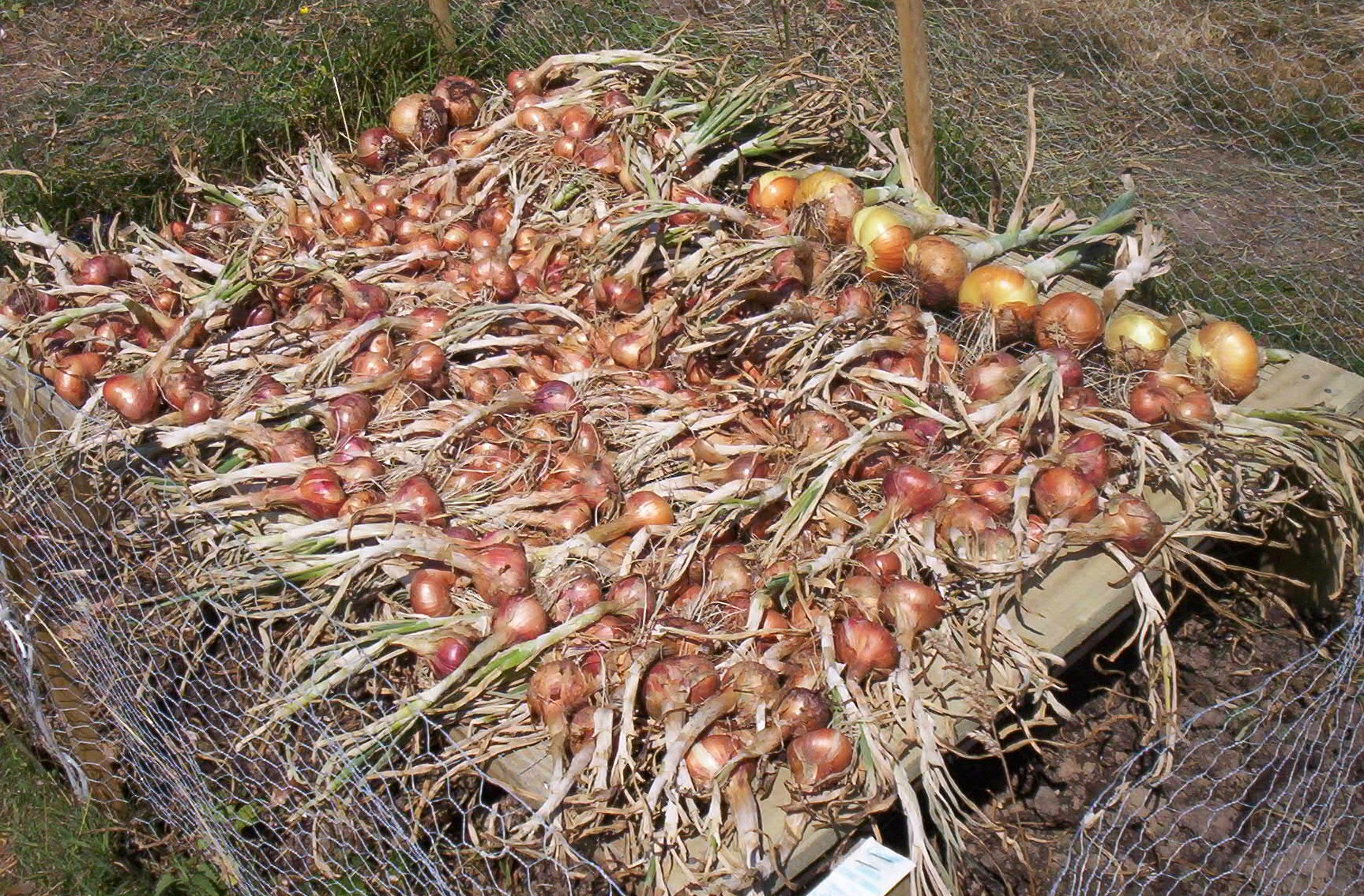 Life Longfield 2006 Vegetable Garden